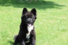 Franse Bulldog X Akita (teef) 82540
