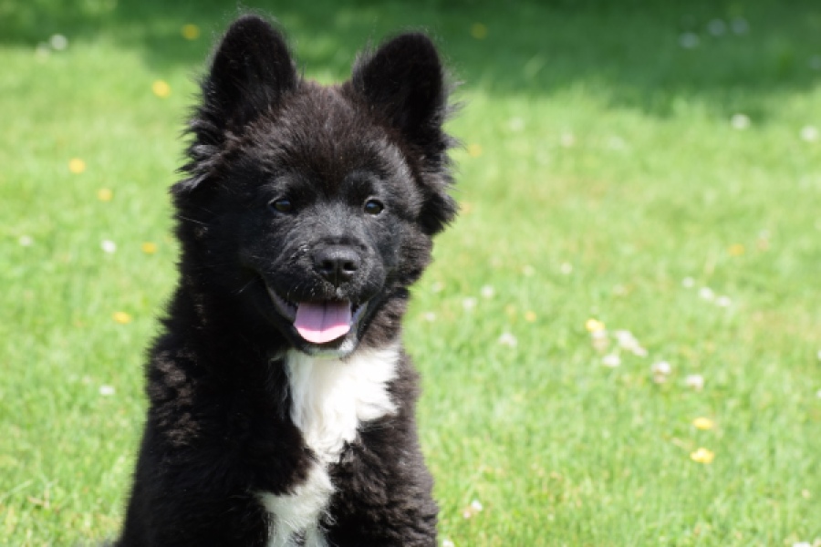 Franse Bulldog X Akita (teef) 82540