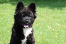 Franse Bulldog X Akita (teef) 82540