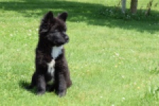 Franse Bulldog X Akita (teef) 82540