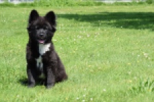 Franse Bulldog X Akita (teef) 82540