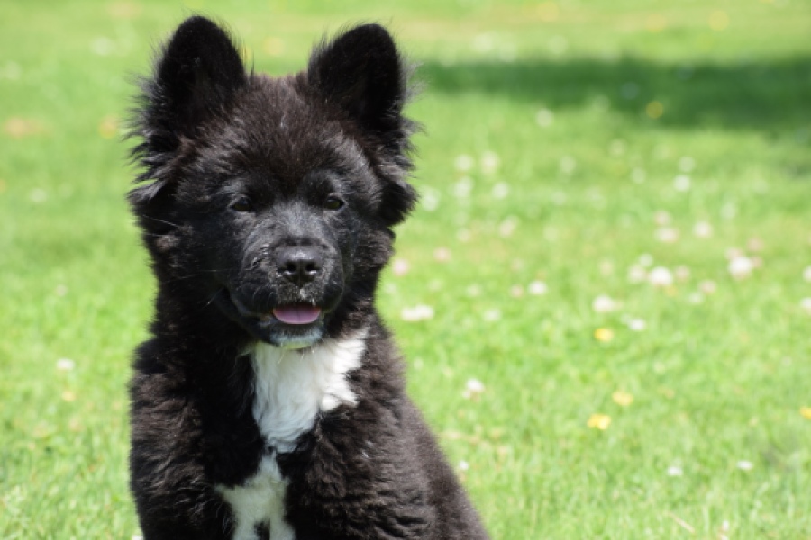 Franse Bulldog X Akita (teef) 82540