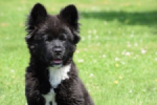 Franse Bulldog X Akita (teef) 82540