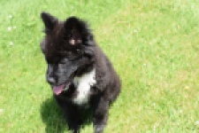 Franse Bulldog X Akita (teef) 82540