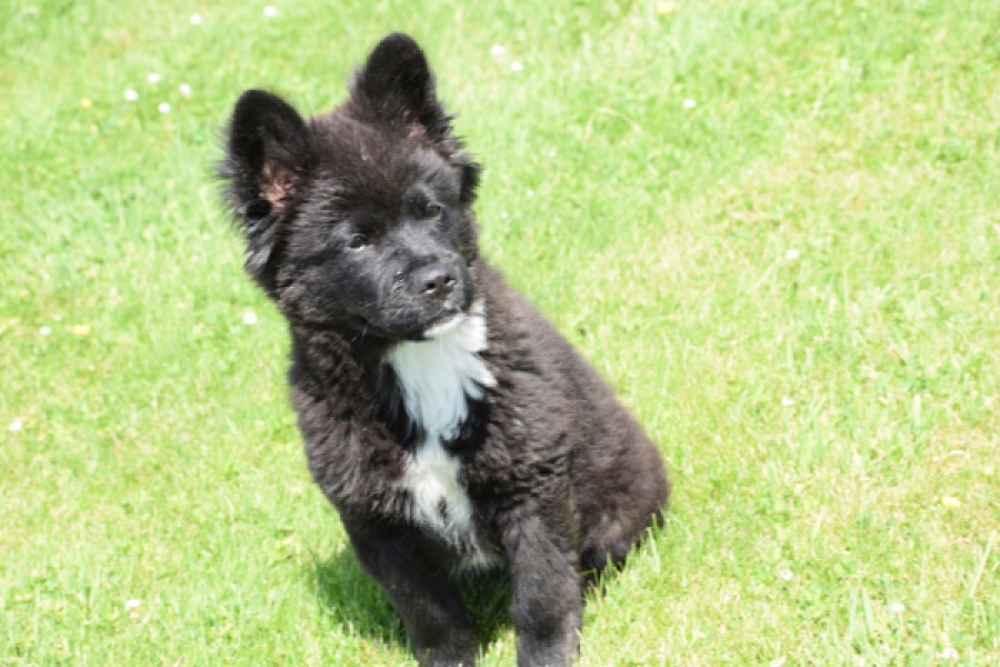 Franse Bulldog X Akita (teef) 82540