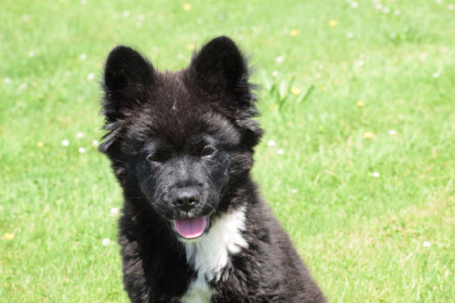 Franse Bulldog X Akita (teef) 82540