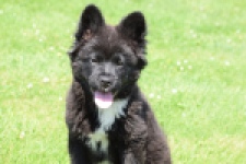 Franse Bulldog X Akita (teef) 82540
