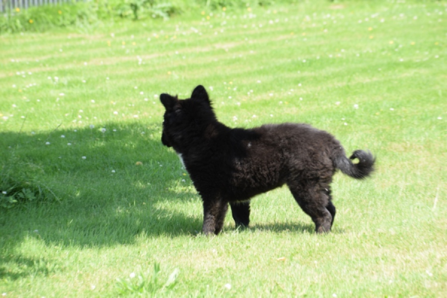 Franse Bulldog X Akita (teef) 82540