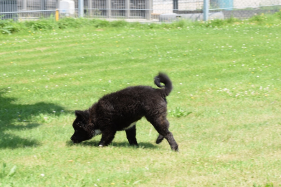 Franse Bulldog X Akita (teef) 82540