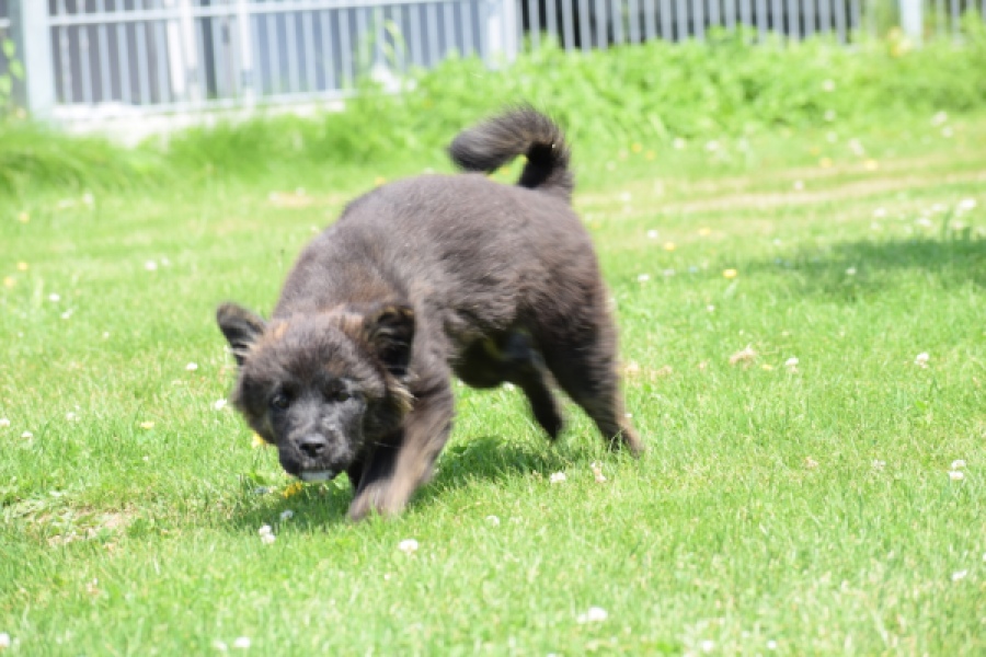 Franse Bulldog X Akita (teef) 80625