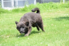 Franse Bulldog X Akita (teef) 80625