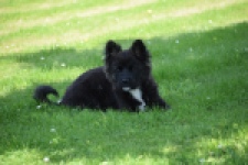 Franse Bulldog X Akita (teef) 80625