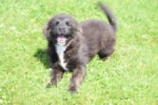 Franse Bulldog X Akita (teef) 80625