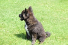 Franse Bulldog X Akita (teef) 80625