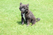 Franse Bulldog X Akita (teef) 80625