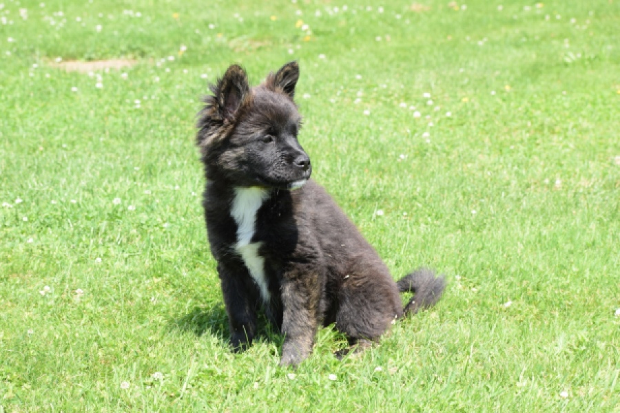 Franse Bulldog X Akita (teef) 80625