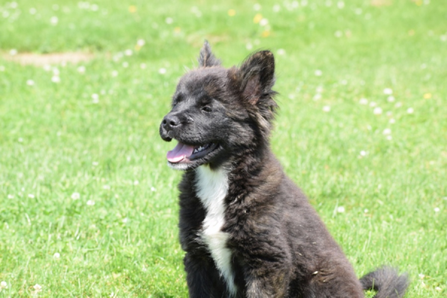 Franse Bulldog X Akita (teef) 80625
