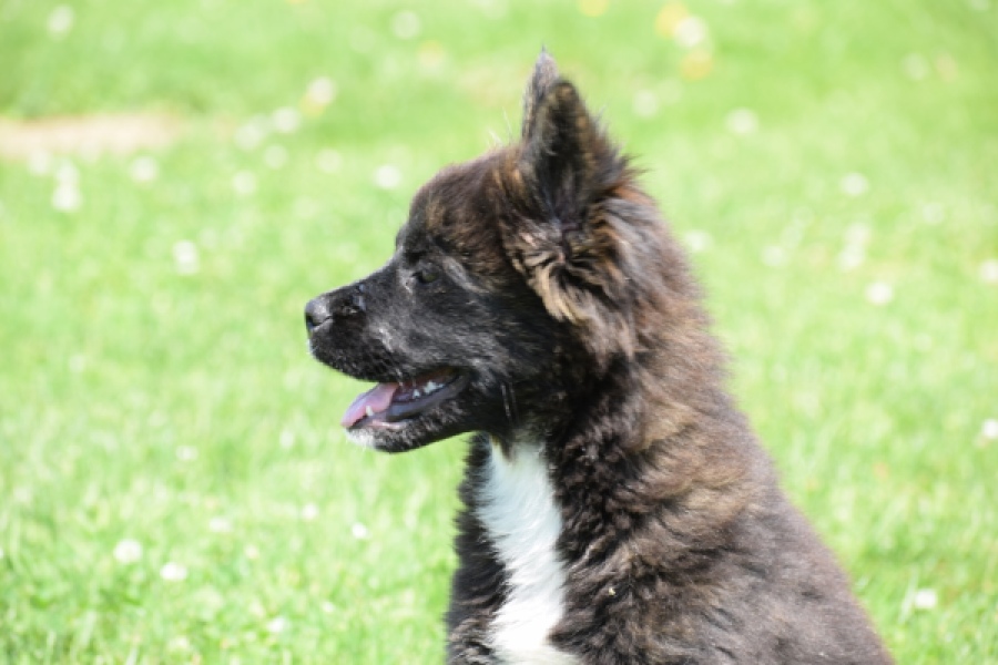 Franse Bulldog X Akita (teef) 80625