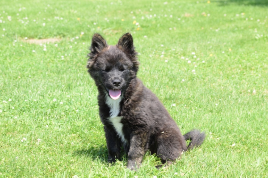 Franse Bulldog X Akita (teef) 80625