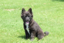 Franse Bulldog X Akita (teef) 80625