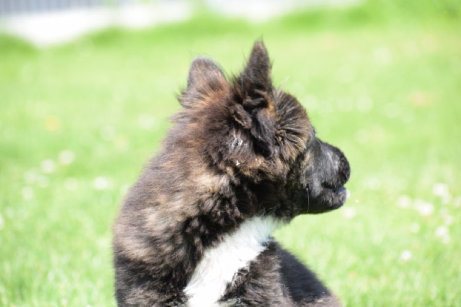 Franse Bulldog X Akita (teef) 80625