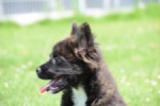 Franse Bulldog X Akita (teef) 80625
