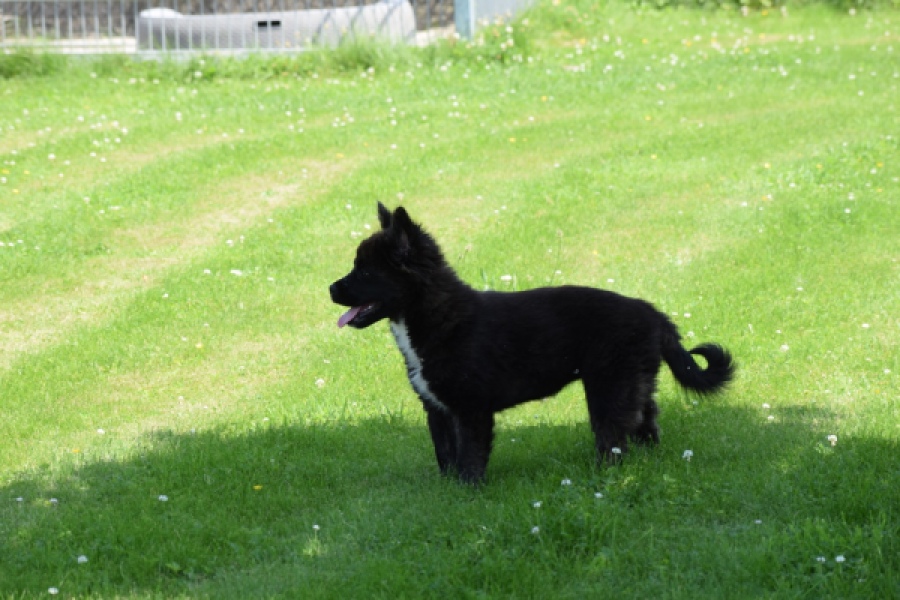 Franse Bulldog X Akita (teef) 80625