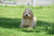 Caniche (reu) 90796