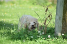 Caniche (reu) 90796