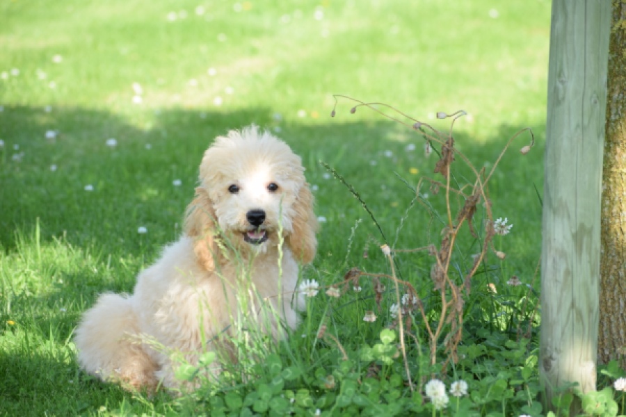 Caniche (reu) 90796