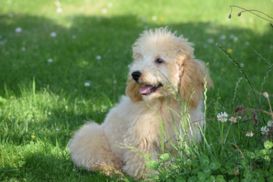 Caniche (reu) 90796