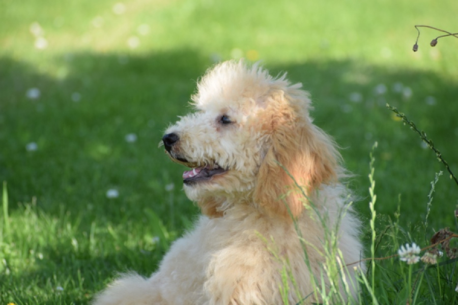 Caniche (reu) 90796