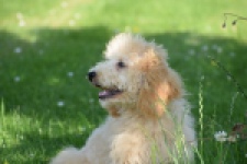 Caniche (reu) 90796