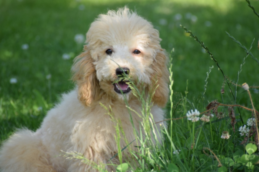 Caniche (reu) 90796