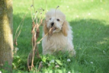 Caniche (reu) 90796