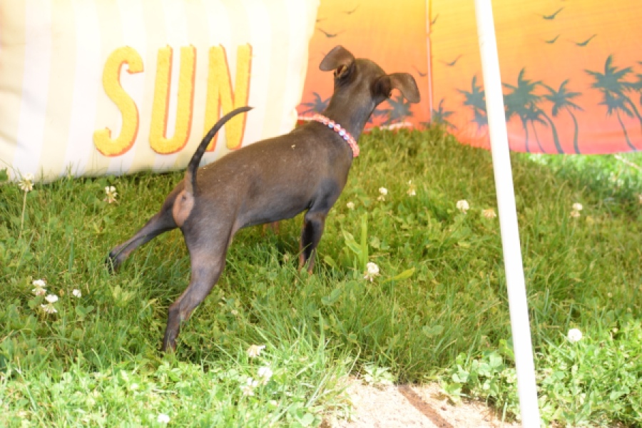 Pinscher (reu) 29163