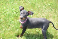 Pinscher (reu) 29163