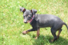 Pinscher (reu) 29163