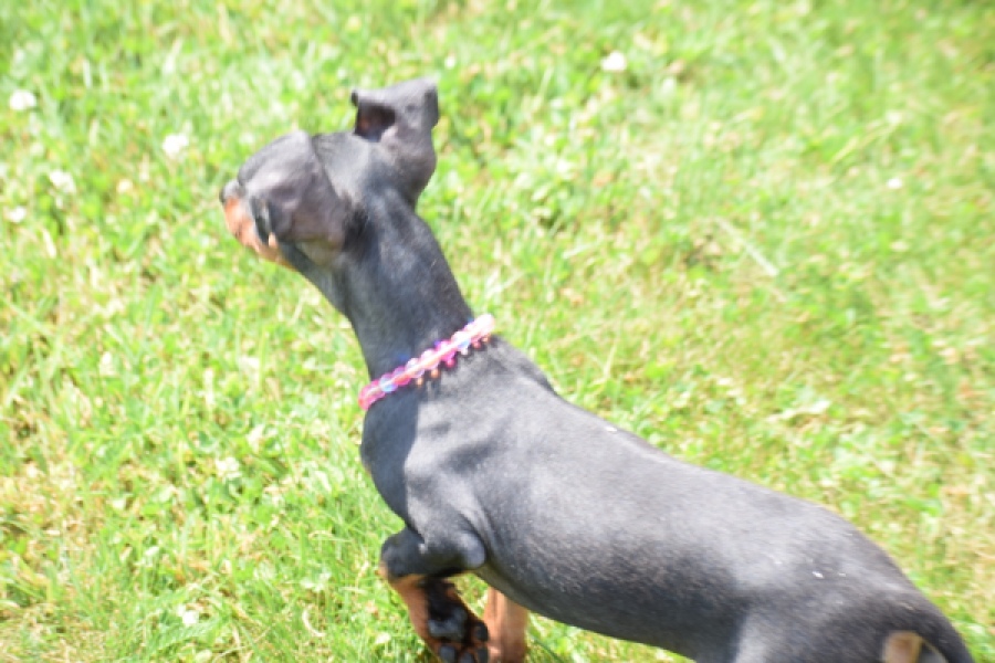 Pinscher (reu) 29163