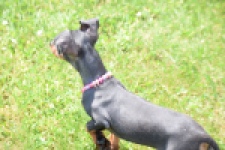 Pinscher (reu) 29163