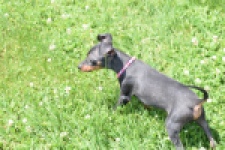 Pinscher (reu) 29163