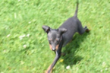 Pinscher (reu) 29163