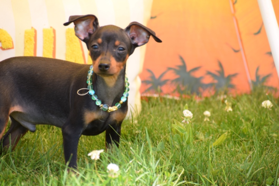 Pinscher (reu) 29168