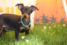 Pinscher (reu) 29168