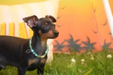 Pinscher (reu) 29168