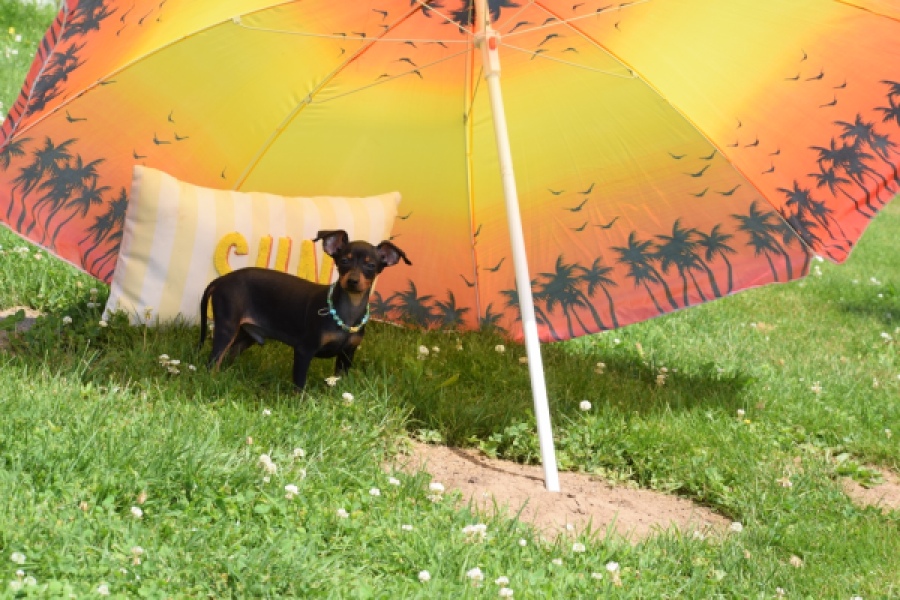 Pinscher (reu) 29168