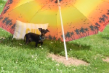 Pinscher (reu) 29168