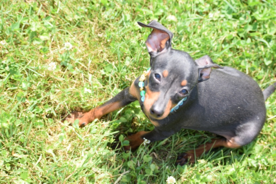 Pinscher (reu) 29168