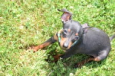 Pinscher (reu) 29168
