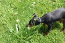 Pinscher (reu) 29168